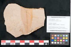 Foto (Objekt + Etikett) von Apocynophyllum amsonia Unger (NHMW-GEO-2024-0188-7927)
